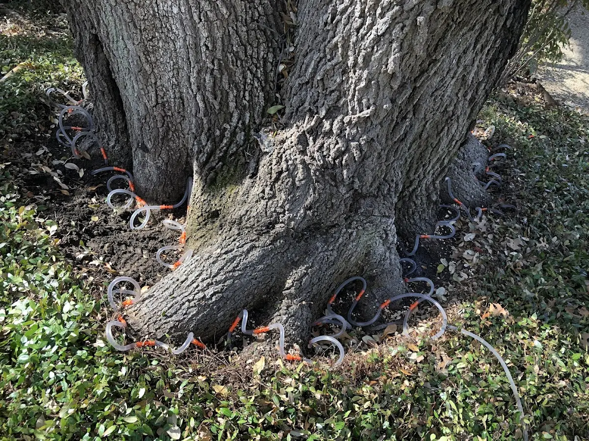 Detailed Tree Cabling and Bracing job site in Hilltop