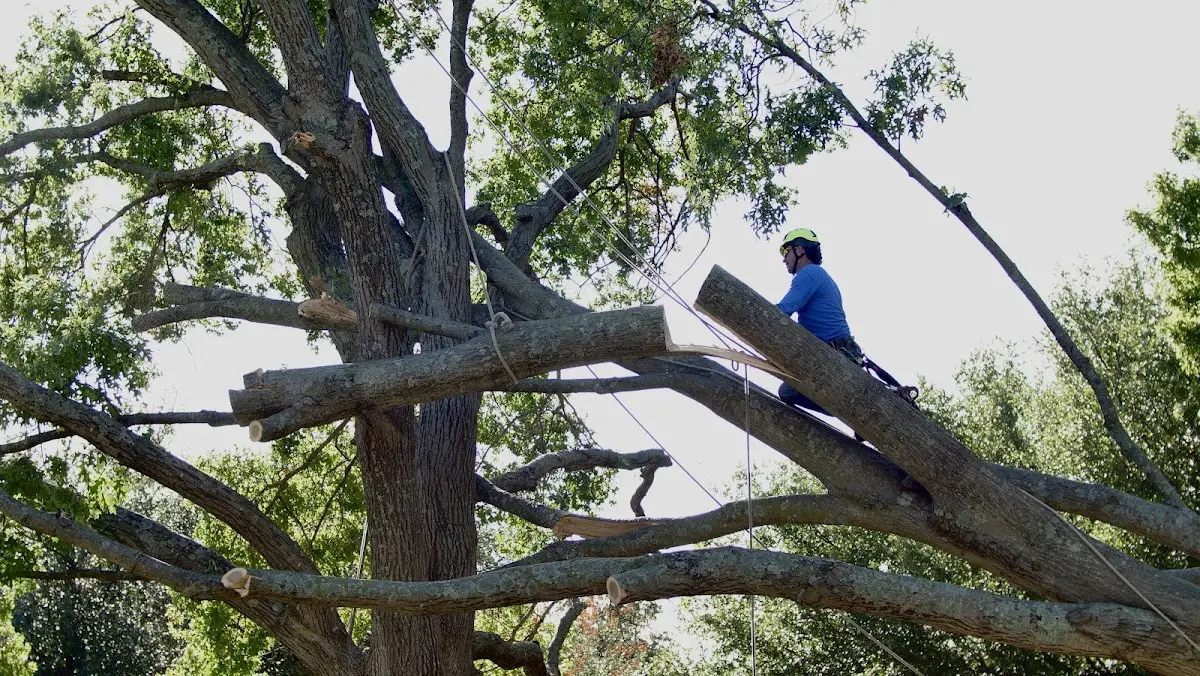 Professional Hazardous Tree Removal performed by certified arborists in Hilltop